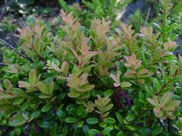 Image result for Vaccinium madagascariense