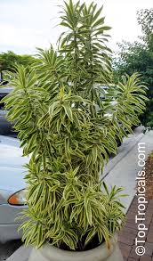 Image result for Dracaena camerooniana