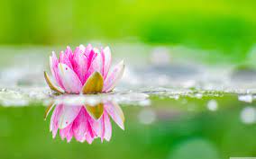 Perfect screen background display for desktop, iphone, pc, laptop, computer, android phone, smartphone, imac, macbook, tablet, mobile device. Pink Lotus Flowers With Beautiful Nature Wallpapers Flower Wallpaper 4k Nature 1920x1200 Wallpaper Teahub Io