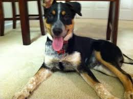 The german shepherd mix is not a purebred dog or a designer dog breed. German Shepherd Blue Heeler Mix Puppies For Sale Pets Lovers