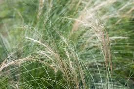 Image result for Deschampsia cespitosa