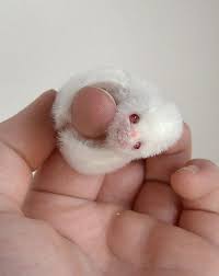 Rare Albino Finger Sloth Cute Animals Albino Animals Cute Baby Animals