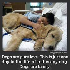 Mine Is Definitely A Therapy Dog And She Is My Child Click Here To Find Out More Http Googydog Therapy Dogs Dogs Puppy Training Schedule