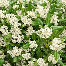 Image result for Pittosporum