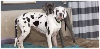 Great dane puppies for sale in florida select a breed. Over 80 Great Danes Rescued From Puppy Mill Littlethings Com