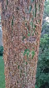 Image result for Acacia davyi
