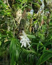 Image result for Aerangis splendida