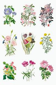 vintage tropical flower design element set premium image by rawpixel com flower printable floral stickers sticker design