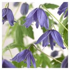 Maybe you would like to learn more about one of these? Clematis Macropetala