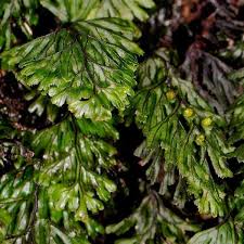 Image result for Hymenophyllum hirsutum