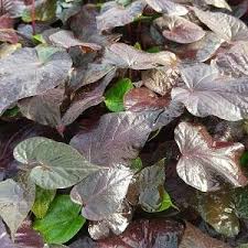 Image result for Ipomoea batatas pots