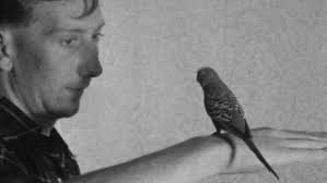 Watch Beautiful Budgie online