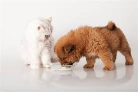 It was an unusual habit, and yet it was the perfect name for him because it fit to a tee. 206 Super Cute Names For Pairs Of Pets That Go Well Together Pet Ponder