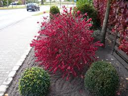 Euonymus Alatus Compactus Niedriger Korkspindelstrauch Straucher Garten Garten Pflanzen Pflanzen