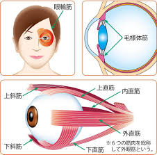眼科医の私も50歳から視力が回復 専門医も認める目にいい生活習慣とは カラダネ 健康 視力 視力 回復
