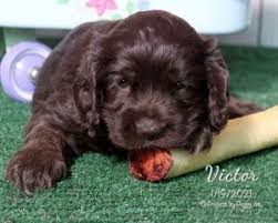 Every keystone puppies breeder complies with laws and regulations relating to the puppies they raise, the dogs they breed, and the facilities where our furry friends live. Cocker Spaniel Puppies Martin S Double E Kennel Llc