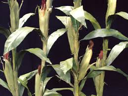 I know you can use cut offs to replant more plants, but would cutting the stalk and replanting it to grow new roots. Corn Stalk Plant Fake Corn Stalks Commercial Silk