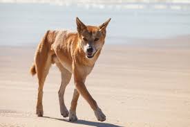 Dingo 11 Fatos Sobre O Cachorro Selvagem Australiano Portal Do Dog
