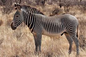 While they were once spread throughout the continent, the large equines are now only found in the eastern and southern the plains zebra, or common zebra as it is also known, is the most widespread of the species in terms of both numbers and geography. Who Knew 5 Amazing Zebra Facts Lion World Travel