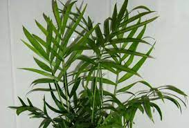 Our grower's choice subscription freshly picked and delivered to your door every month. Chamaedorea Elegans Parlour Palm Neanthe Bella Palm Guide Our House Plants