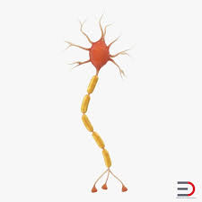 Neuron Nerve Cell Anatomy 3d Model Nerve Cell Neurons Nerve Anatomy