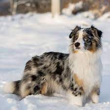mramornyj us avstralijskayaovcharka aussi gulyat zimneesolnce sugroby mnogosnega zima schastlivoeutro d aussie dogs australian shepherd dog breeds