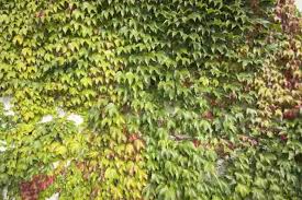 Image result for Parthenocissus