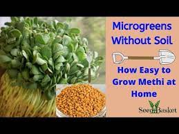 How To Grow Microgreens Methi Fenugreek At Home Without Soil Microgreens Soil Less Seedbasket Youtube Growing Microgreens Microgreens Planting Vegetables