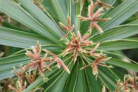 Image result for Cyperus clavinux