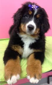 Bella The Bernese Mountain Dog Puppy Look At Those Big Feet Bernese Mountain Dog Puppy Puppies Bernese Mountain Dog