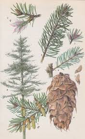 Possess wide lower branches and develop into just like a pine tree is unique in that its needles grow in clusters from a single origin point, a fir tree is it's a convention we see all over the place; Douglas Fir Botanical Drawings Botanical Art Tree Art