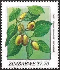 Image result for Berchemia discolor