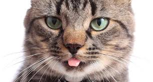 Any of a variety of speech patterns used to indicate that a character, while intelligent, is perhaps too young, too inexperienced, and/or insufficiently educated (or simply talks too fast) to properly express the complex ideas and thoughts that … Why Do Cats Stick Their Tongue Out A Complete Guide