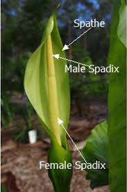 Image result for Aristida stenostachya