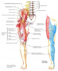 Lateral femoral cutaneous nerve entrapment. Femoral Nerve Physiopedia