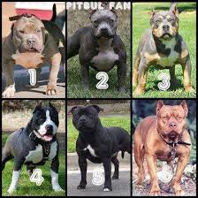 Pin By Ev E On Oh Cuteness Bully Dog Pitbulls Dogs