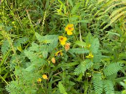 Image result for Chamaecrista