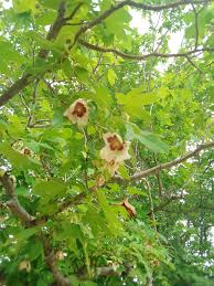 Image result for Triplochiton zambesiacus