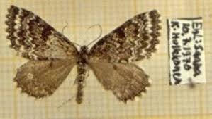 Image result for Entephria polata