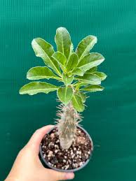 Image result for Pachypodium saundersii