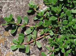 Image result for Portulaca oleracea