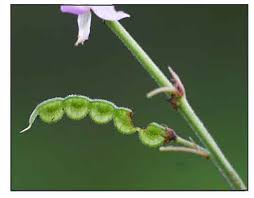 Image result for Pleurolobus salicifolius