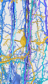 This is a group to discuss about many subjects in computational neuroscience. Neuron Iphone And Android Wallpapers