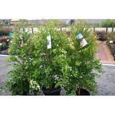 Syzygium backyard bliss is a new select form of lilly pilly. Backyard Bliss Lilly Pilly Syzygium Paniculata Online Plants