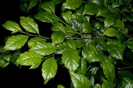 Image result for Turraea mombassana