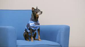Check out our cat recovery suit selection for the very best in unique or custom, handmade pieces from our pet supplies shops. Suitical Recovery Suit And Recovery Sleeve For Pets Chewy Youtube