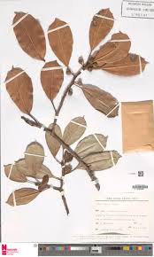 Image result for Ficus barteri