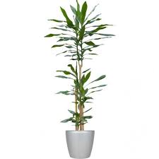Image result for Dracaena steudneri
