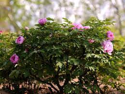 We did not find results for: Transplanting Peonies Diy