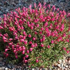 Image result for Scutellaria violascens